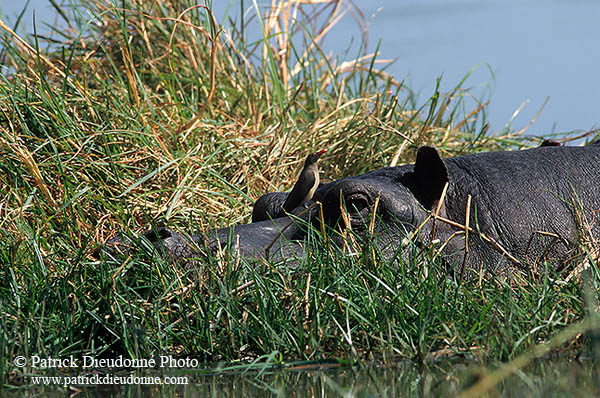 Hippo, Moremi reserve, Botswana - Hippopotame   14766