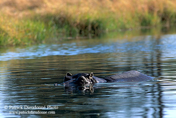 Hippo, Moremi reserve, Botswana - Hippopotame   14767