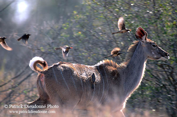 Greater Kudu, S. Africa, Kruger NP -  Grand Koudou  14841