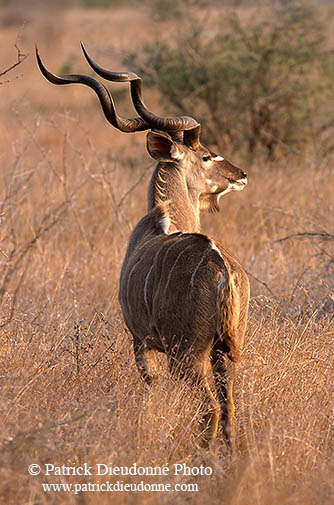 Greater Kudu, S. Africa, Kruger NP -  Grand Koudou  14842