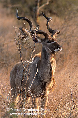 Greater Kudu, S. Africa, Kruger NP -  Grand Koudou  14843
