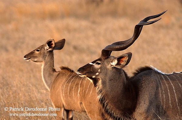 Greater Kudu, S. Africa, Kruger NP -  Grand Koudou  14844