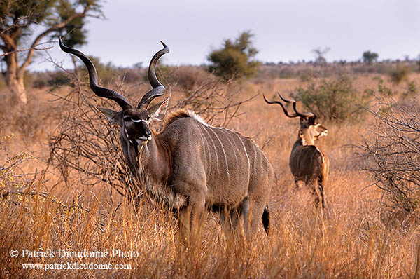 Greater Kudu, S. Africa, Kruger NP - Grand Koudou  14845