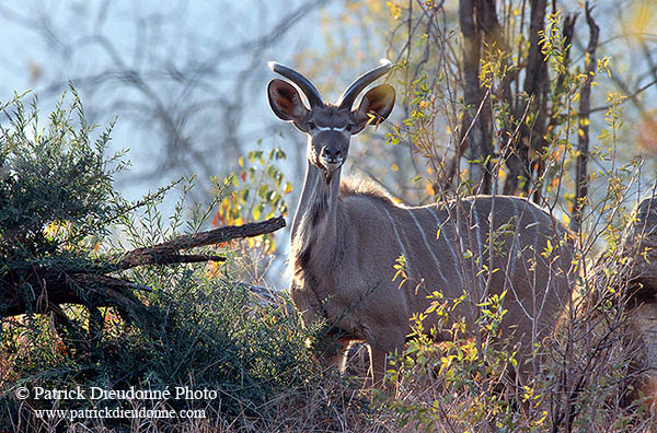 Greater Kudu, S. Africa, Kruger NP -  Grand Koudou  14846