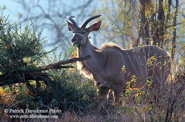 Greater Kudu, S. Africa, Kruger NP -  Grand Koudou  14847