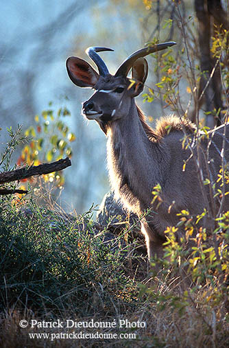 Greater Kudu, S. Africa, Kruger NP -  Grand Koudou  14848