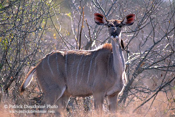 Greater Kudu, S. Africa, Kruger NP -  Grand Koudou  14849