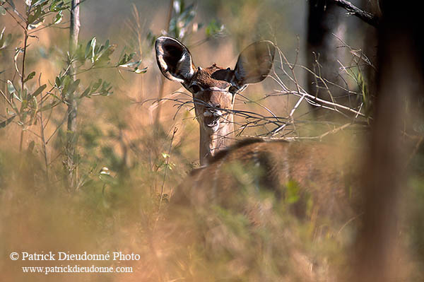 Greater Kudu, S. Africa, Kruger NP -  Grand Koudou  14850