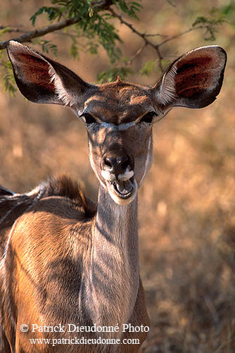 Greater Kudu, S. Africa, Kruger NP -  Grand Koudou  14851