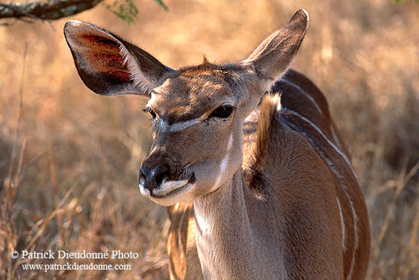 Greater Kudu, S. Africa, Kruger NP -  Grand Koudou  14852