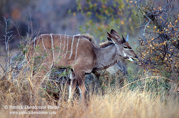 Greater Kudu, S. Africa, Kruger NP -  Grand Koudou  14853