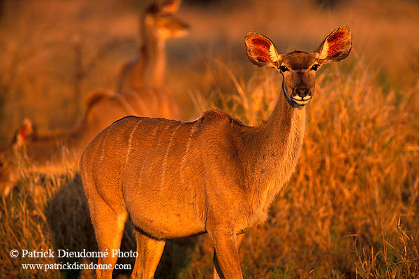 Greater Kudu, S. Africa, Kruger NP -  Grand Koudou  14854