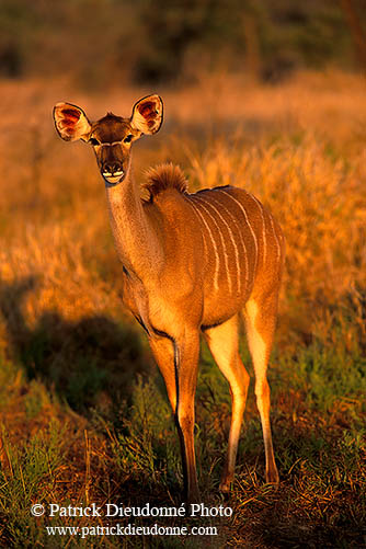 Greater Kudu, S. Africa, Kruger NP -  Grand Koudou  14855