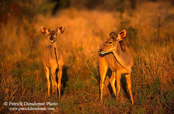 Greater Kudu, S. Africa, Kruger NP -  Grand Koudou  14856