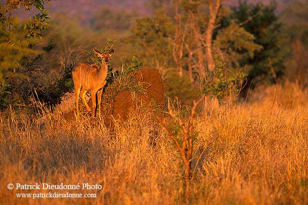 Greater Kudu, S. Africa, Kruger NP -  Grand Koudou  14858
