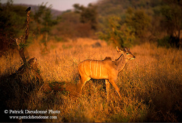 Greater Kudu, S. Africa, Kruger NP -  Grand Koudou  14859