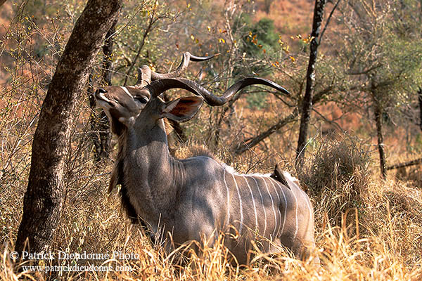 Greater Kudu, S. Africa, Kruger NP -  Grand Koudou  14861