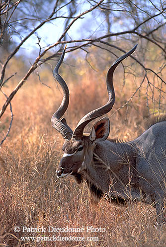 Greater Kudu, S. Africa, Kruger NP -  Grand Koudou  14862