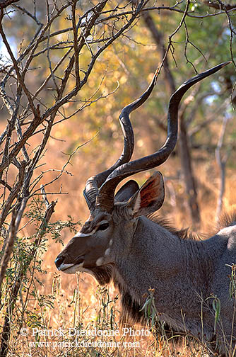Greater Kudu, S. Africa, Kruger NP -  Grand Koudou  14863