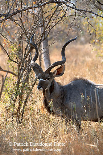 Greater Kudu, S. Africa, Kruger NP -  Grand Koudou  14864