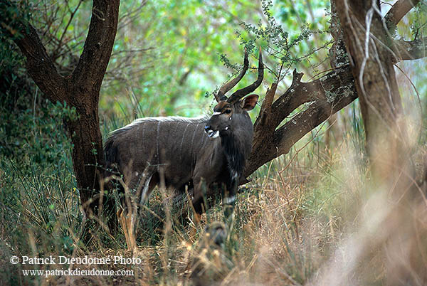Nyala bull, Kruger NP, S. Africa -  Nyala male   14977