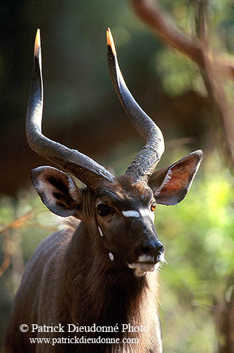 Nyala bull, Kruger NP, S. Africa -  Nyala male   14978