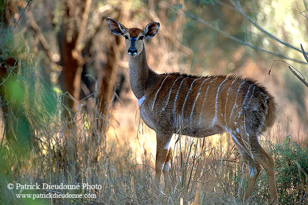 Nyala cow, Kruger NP, S. Africa -  Nyala femelle  14979