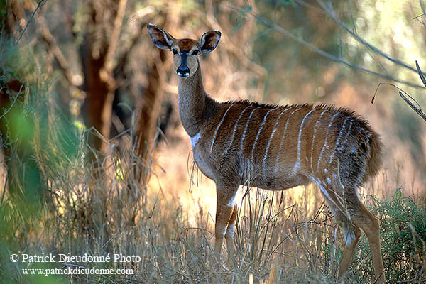 Nyala cow, Kruger NP, S. Africa -  Nyala femelle  14979