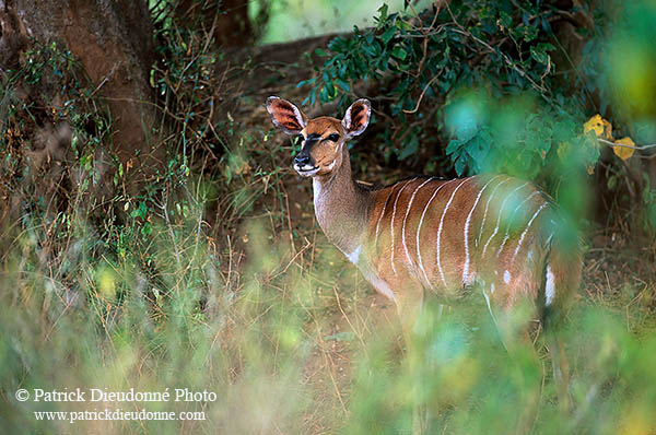 Nyala cow, Kruger NP, S. Africa -  Nyala femelle  14980