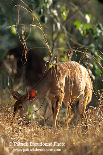 Nyala cow, Kruger NP, S. Africa -  Nyala femelle  14981