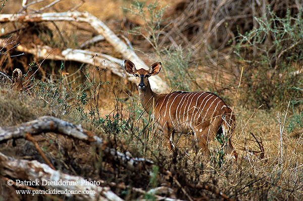 Nyala cow, Kruger NP, S. Africa -  Nyala femelle  14982