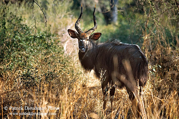 Nyala bull, Kruger NP, S. Africa -  Nyala male   14983