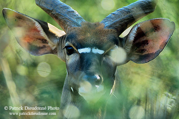 Nyala bull, Kruger NP, S. Africa -  Nyala male   14985