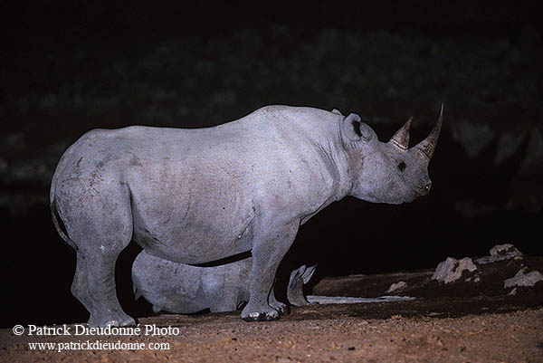 Rhinoceros (Black), Etosha NP, Namibia  -  Rhinoceros noir  14990