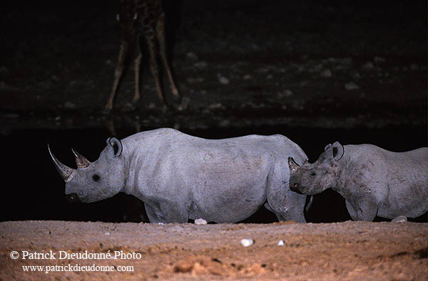 Rhinoceros (Black), Etosha NP, Namibia  -  Rhinoceros noir  14991