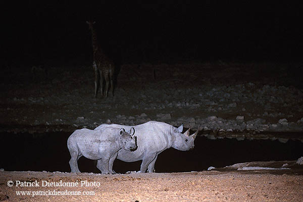 Rhinoceros (Black), Etosha NP, Namibia  -  Rhinoceros noir  14993