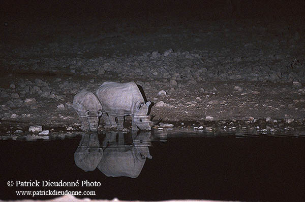 Rhinoceros (Black), Etosha NP, Namibia  -  Rhinoceros noir  14994