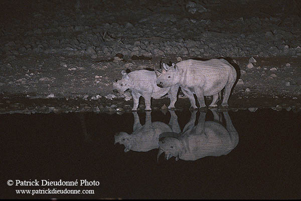 Rhinoceros (Black), Etosha NP, Namibia  -  Rhinoceros noir  14995