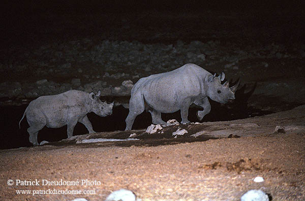 Rhinoceros (Black), Etosha NP, Namibia  -  Rhinoceros noir  14996