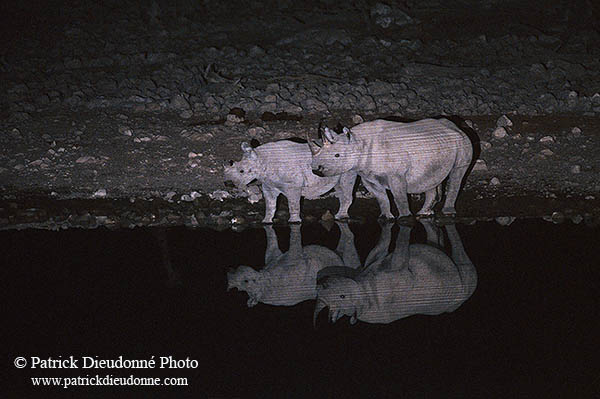 Rhinoceros (Black), Etosha NP, Namibia  -  Rhinoceros noir  14997