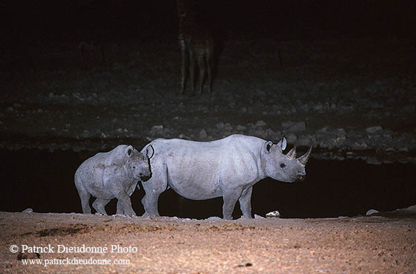 Rhinoceros (Black), Etosha NP, Namibia  -  Rhinoceros noir  14998