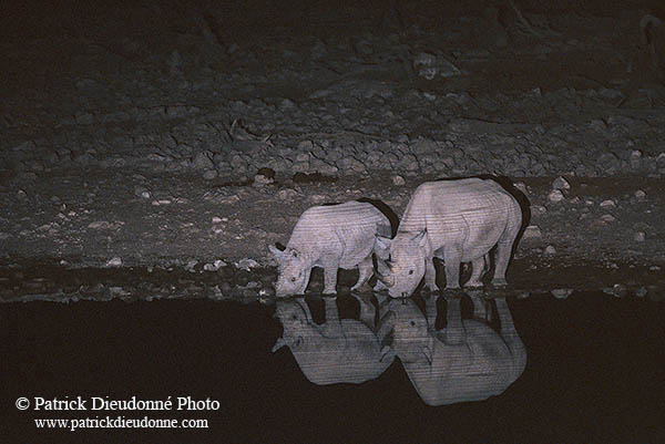 Rhinoceros (Black), Etosha NP, Namibia  -  Rhinoceros noir  14999