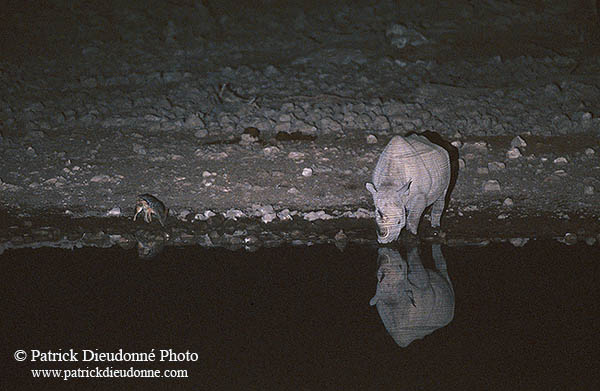 Rhinoceros (Black), Etosha NP, Namibia  -  Rhinoceros noir  15000