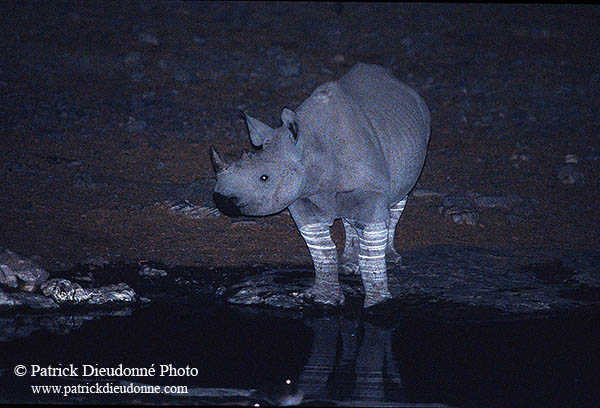 Rhinoceros (Black), Etosha NP, Namibia  -  Rhinoceros noir  15001