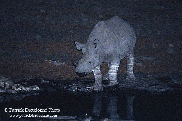 Rhinoceros (Black), Etosha NP, Namibia  -  Rhinoceros noir  15002