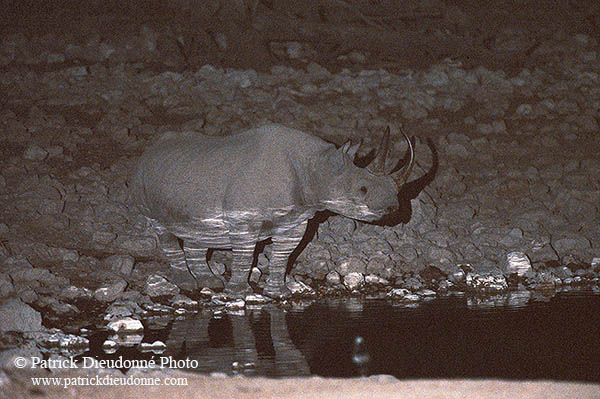 Rhinoceros (Black), Etosha NP, Namibia  -  Rhinoceros noir  15003