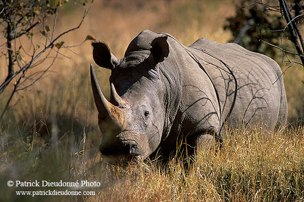 Rhinoceros (White), Kruger Park, S. Africa -  Rhinoceros blanc  15004