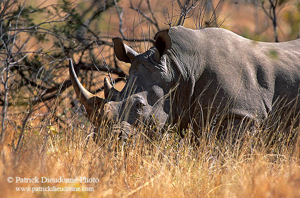 Rhinoceros (White), Kruger Park, S. Africa -  Rhinoceros blanc  15005