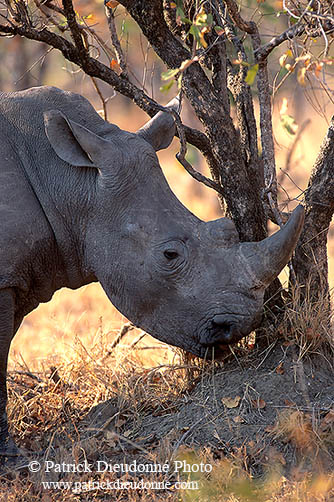 Rhinoceros (White), Kruger Park, S. Africa -  Rhinoceros blanc  15006