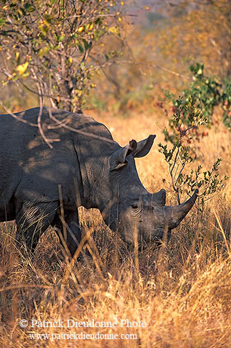 Rhinoceros (White), Kruger Park, S. Africa -  Rhinoceros blanc  15007